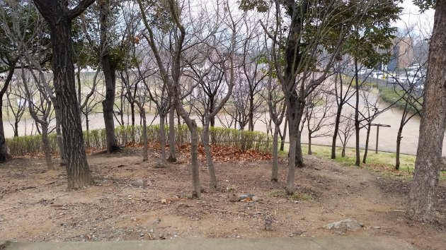 首陵園の木々